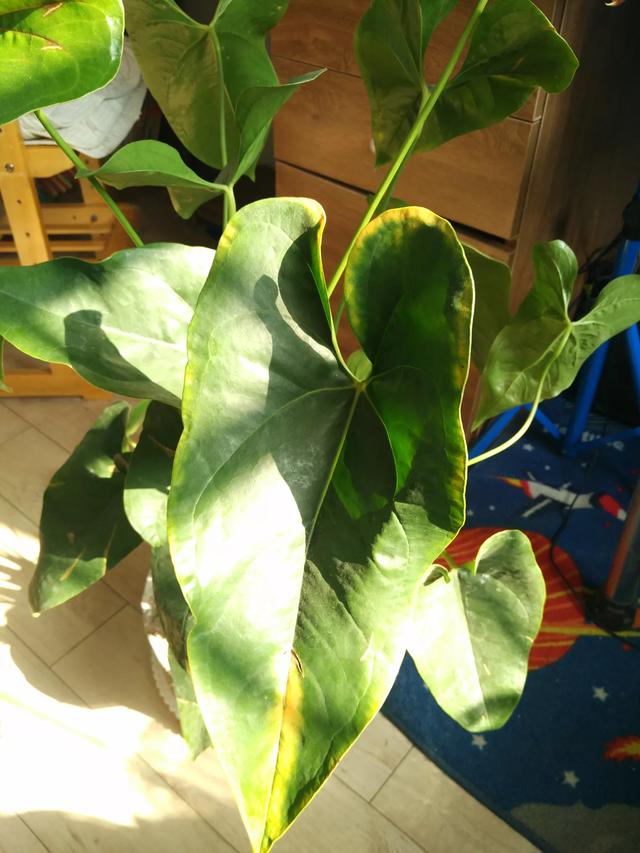 红掌病害分析,红掌一般会有什么病害