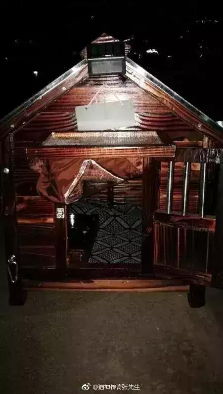 小区物业为流浪猫安了家,物业为流浪猫投放太阳能