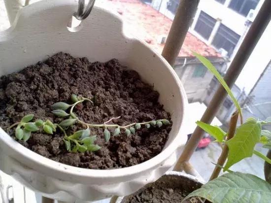 月季的盆土怎样判断干湿,盆土干湿