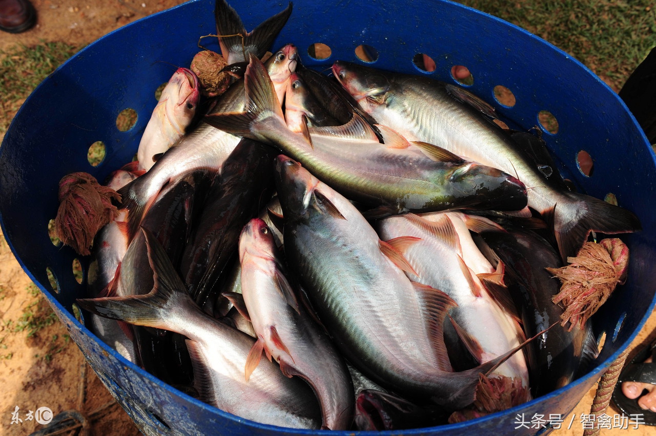 鱼烂尾巴怎么治疗最好,鱼尾巴烂掉了是怎么回事