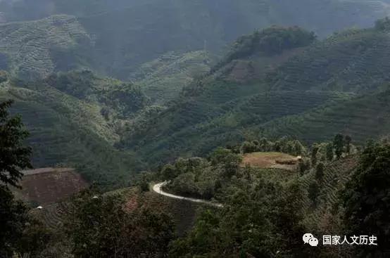 中国好茶价格,中国好茶价格多少