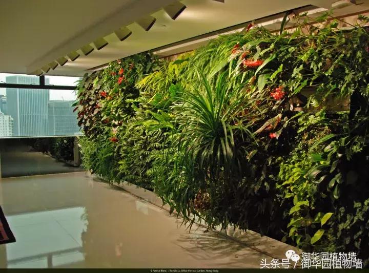 他曾说过：每一面植物墙都是一个花园……