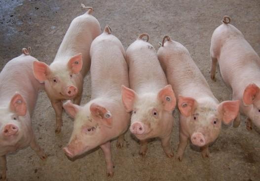 仔猪腹泻的治疗与防治措施,仔猪腹泻原因及防控措施有哪些