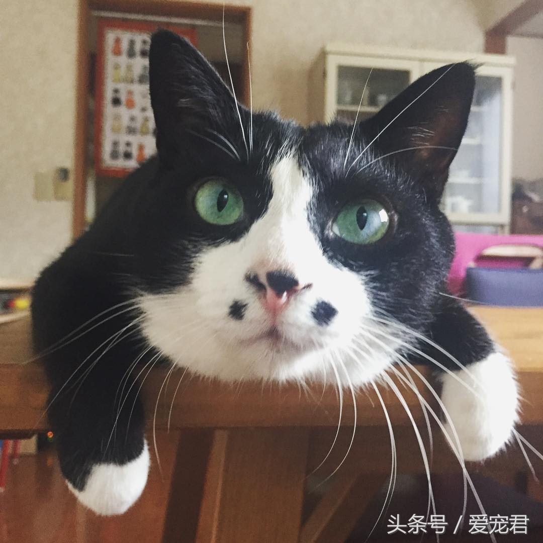 如何快速与胆小新猫咪建立感情,怎样和胆小的猫咪建立信任