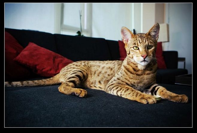 适合撸的猫咪品种,十大可爱的猫咪品种