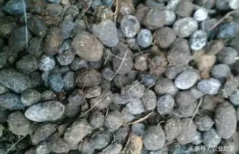 深度解析有机食品,深度解析腐植酸