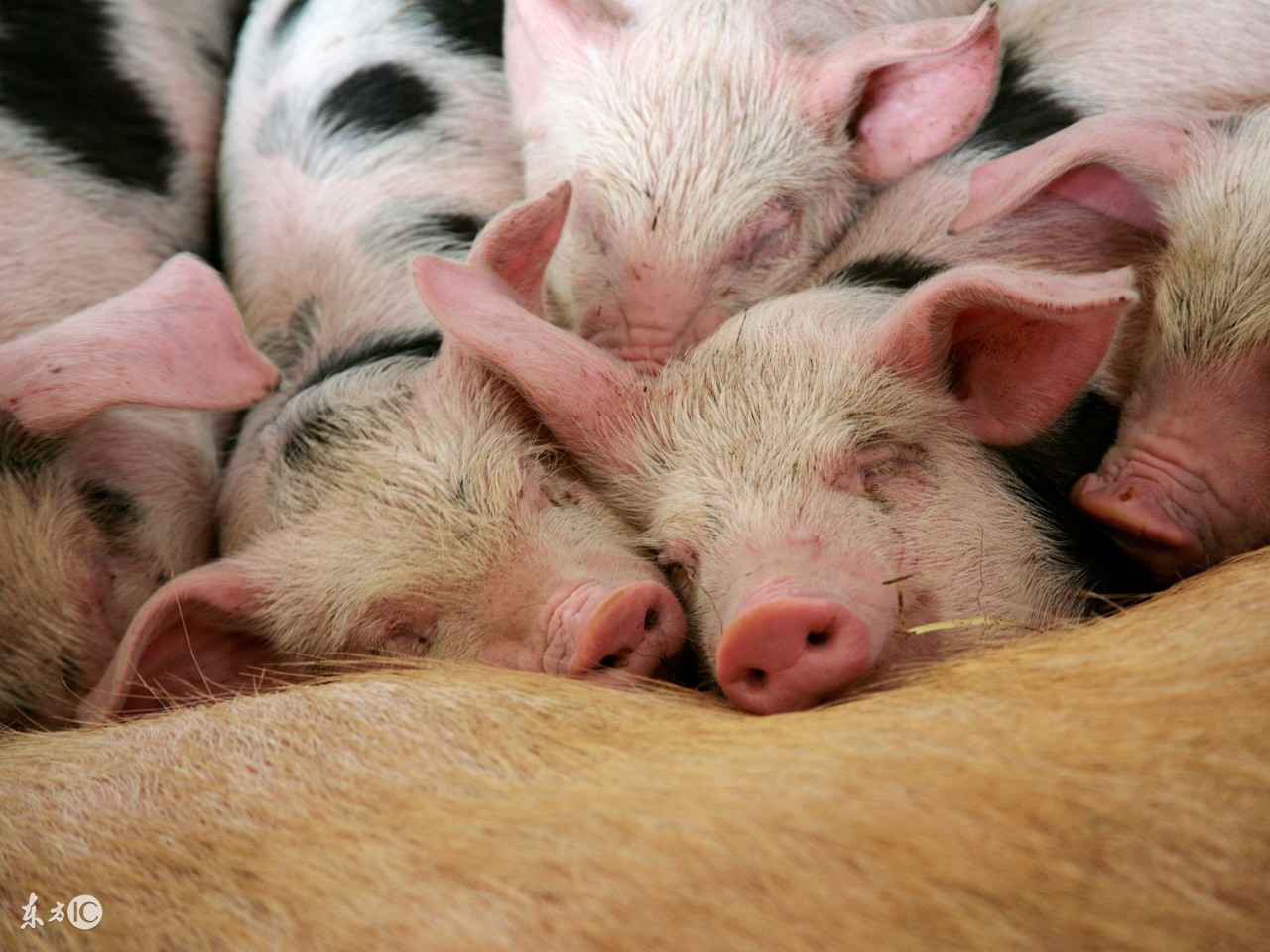 母猪产后低温症治疗,母猪低温最好的处理方法