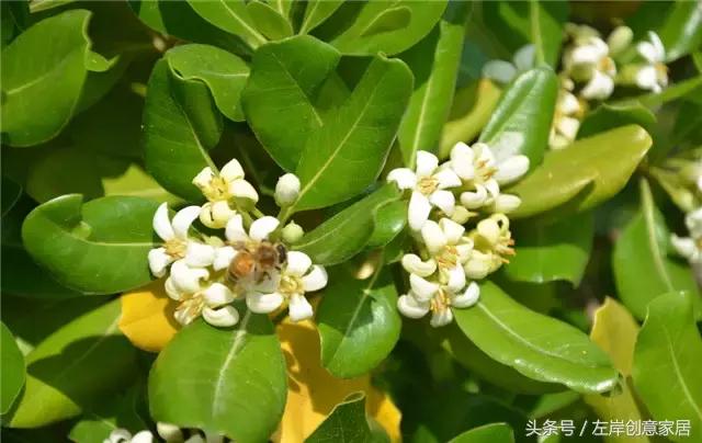 100种室内植物大全,户外小景观植物大全