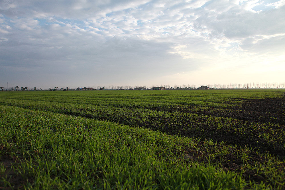青汁怎么选择,青汁通常买哪一款