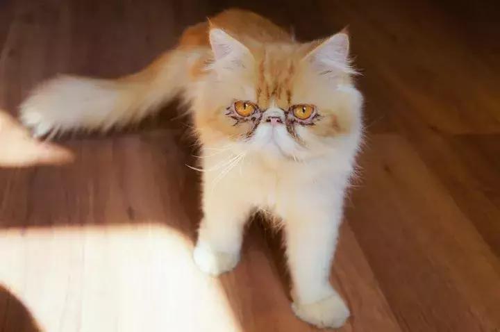 武汉汉街猫咖,武汉永旺猫咖