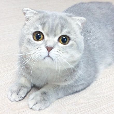 适合撸的猫咪品种,十大可爱的猫咪品种