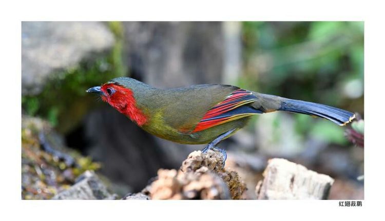 2018年鸟趣日历,太精美了,人手一份,值得收藏!