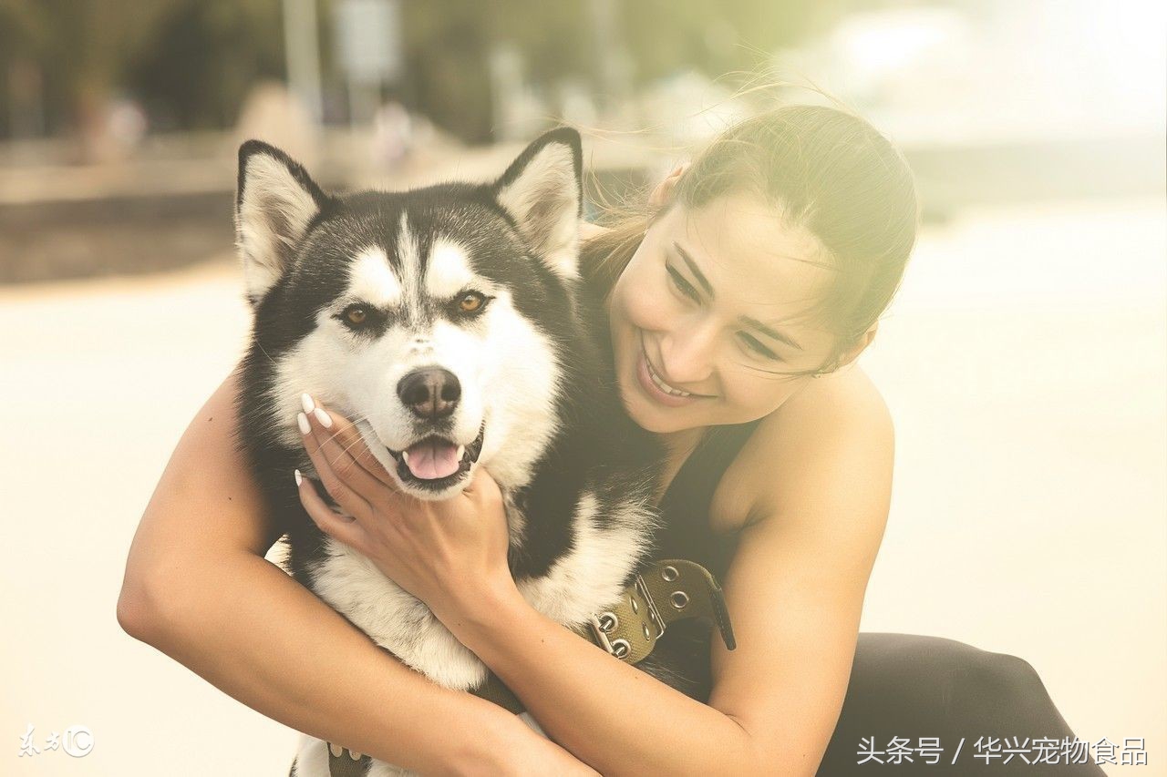 宠物狗狗拉稀用什么药,狗狗幼犬拉稀又带成形屎怎么回事