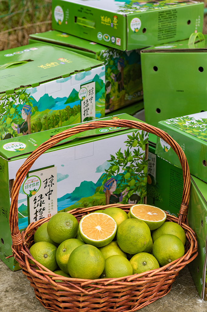 琼中绿橙发布会,琼中绿橙采摘旅游季
