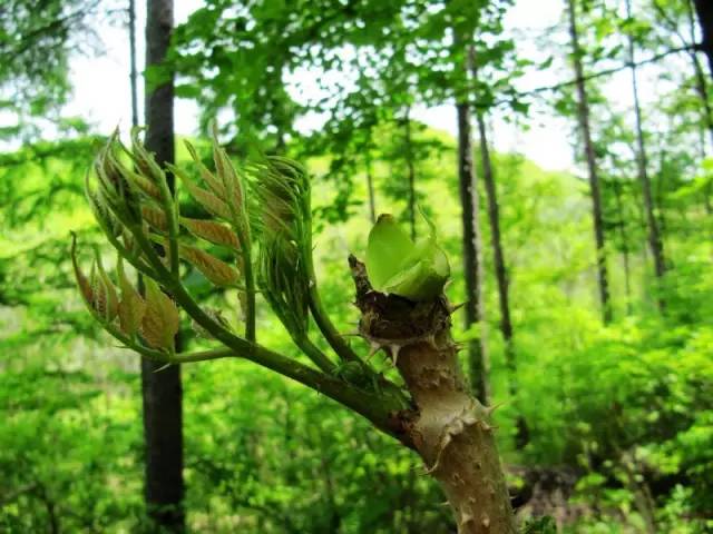 开春挖野菜教你轻松识别18种野菜,您知道春季最养肝护肝的野菜吗