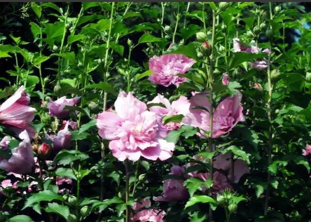 开春挖野菜教你轻松识别18种野菜,您知道春季最养肝护肝的野菜吗