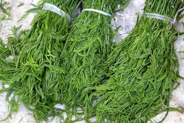 开春挖野菜教你轻松识别18种野菜,您知道春季最养肝护肝的野菜吗