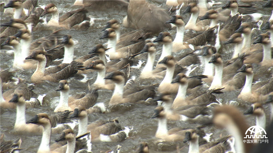 致富经发狗财,红嘴雁养殖致富经