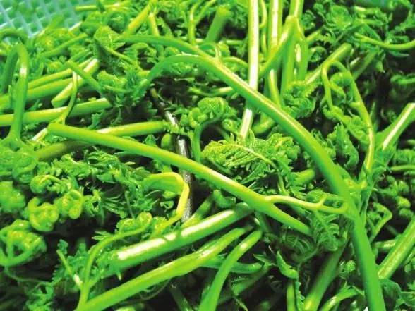 开春挖野菜教你轻松识别18种野菜,您知道春季最养肝护肝的野菜吗