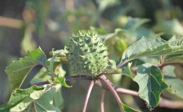 开春挖野菜教你轻松识别18种野菜,您知道春季最养肝护肝的野菜吗