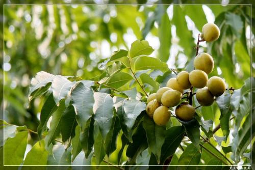 你认识无患子吗？你知道无患子有什么秘密吗？