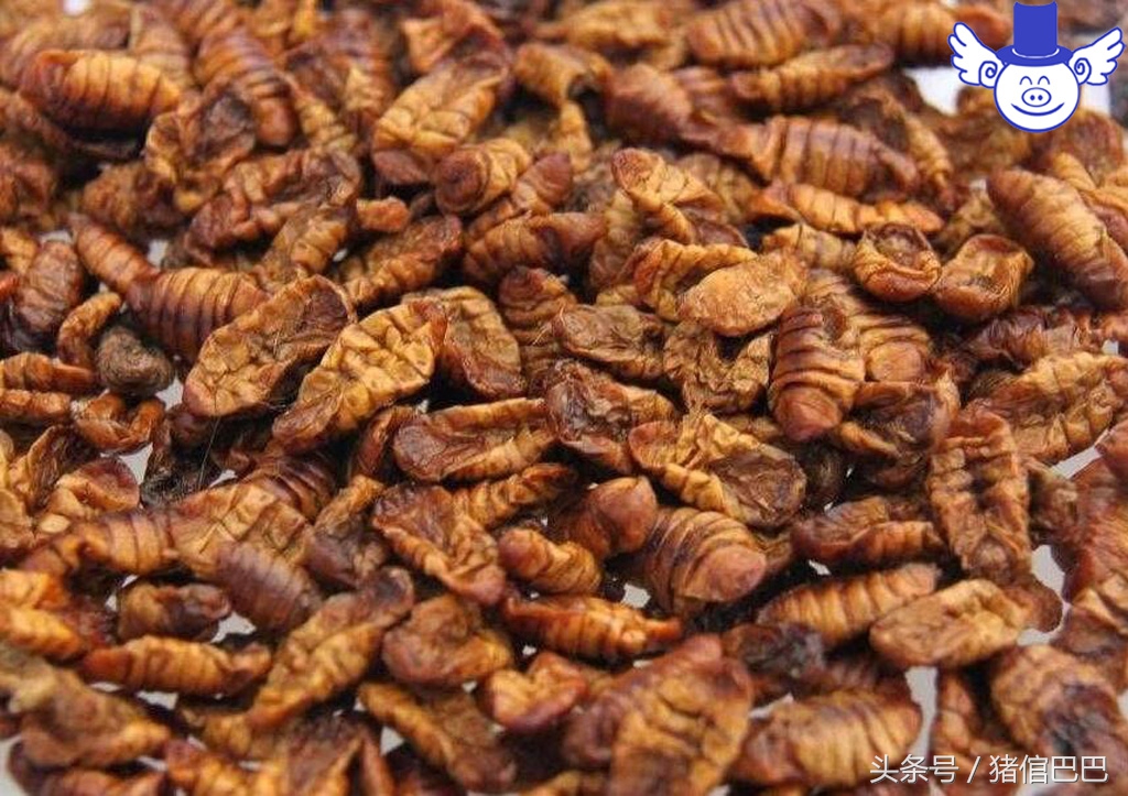 猪肉膘有发黄点是怎么回事,猪肉黄膘是病吗