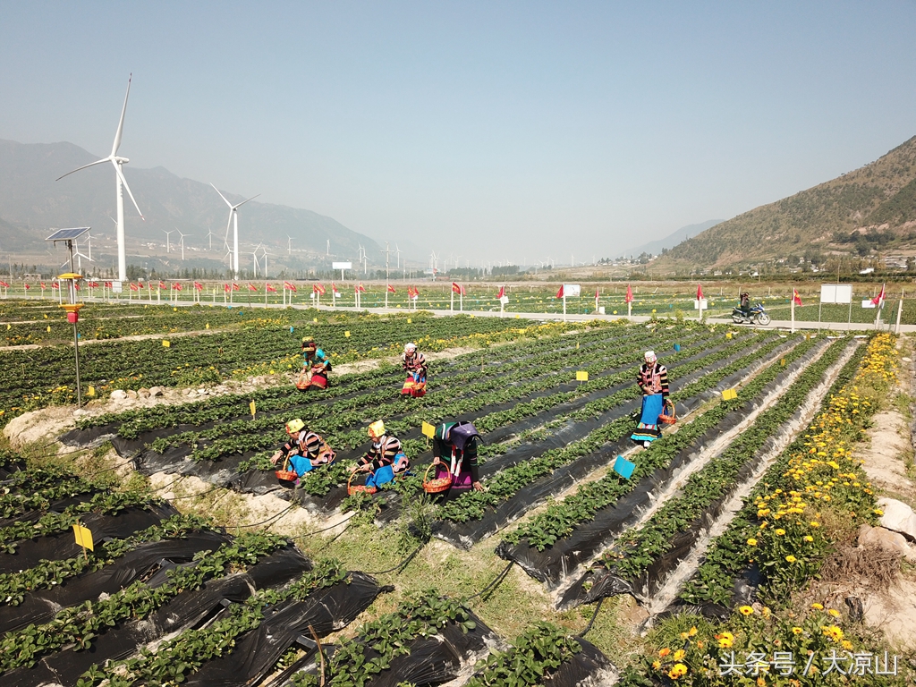 凉山德昌县草莓价格今日行情,德昌草莓批发价格