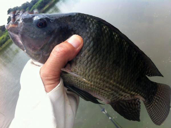 湛江千人钓鱼视频,疯狂钓鱼人钓到了最大的鱼