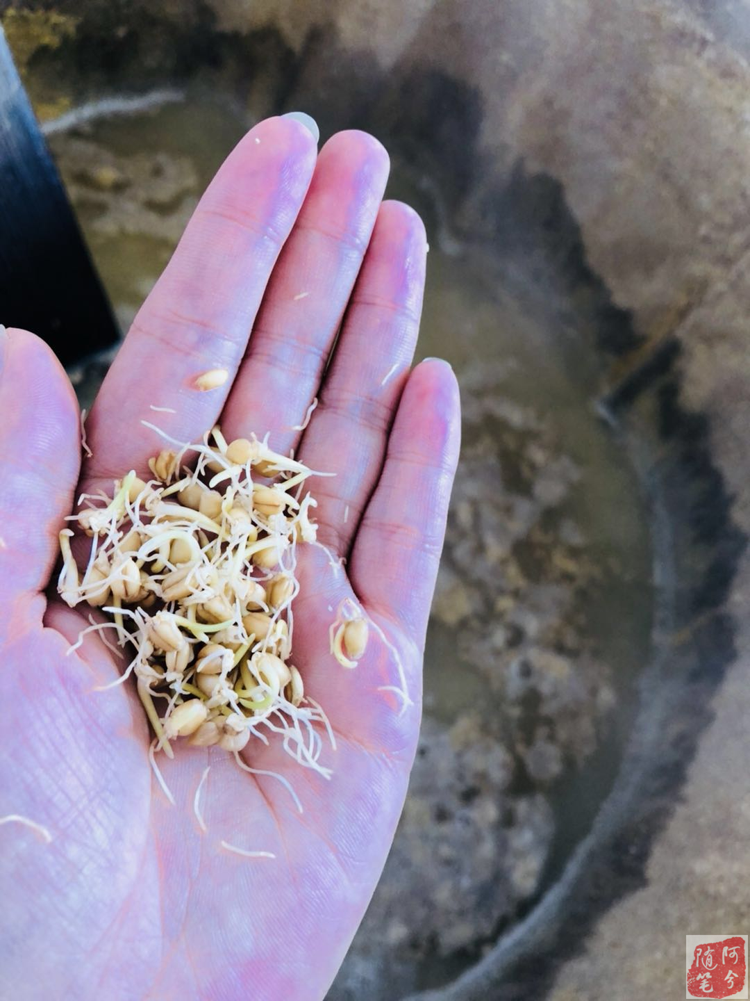 农村婆婆一把麦芽,媳妇两天回奶,肠子都悔青了