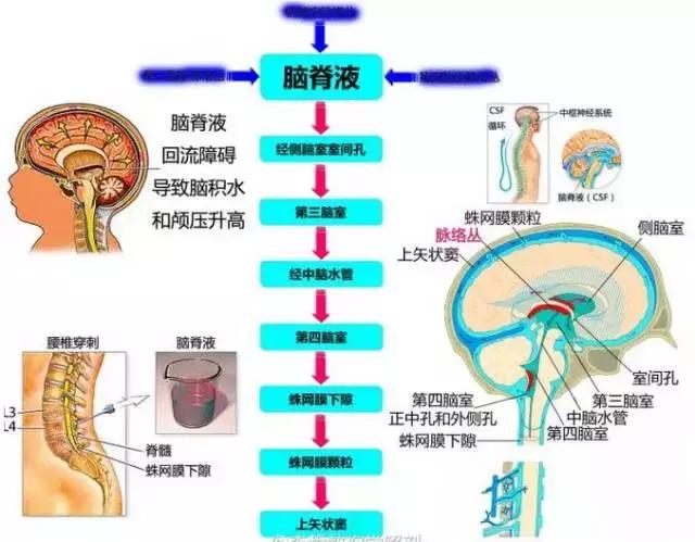 绘制神经系统的生理解剖图,人体骨骼血管神经系统解剖图