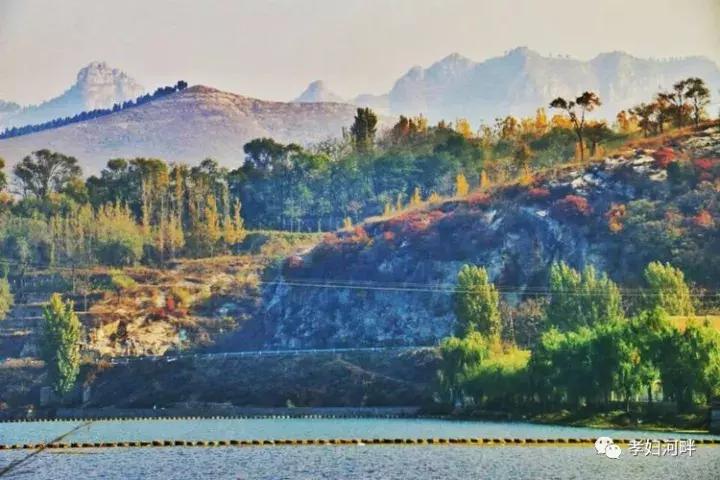 博山区银杏树,博山源泉淄博二中