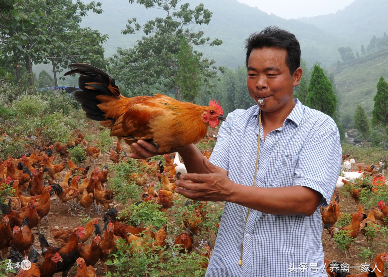 养鸡怎样防止鸡啄尾,养鸡头歪是什么原因