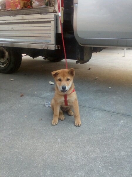 80块钱的土狗,80元一只土狗