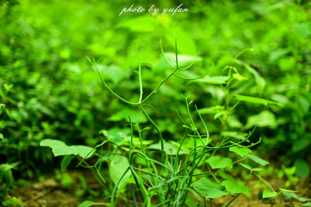 实拍农村常见38种中草药植物,我们身边的中药花草有哪些