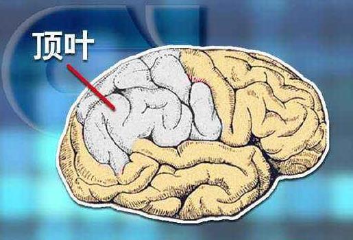 爱因斯坦大脑和平常人大脑对比,爱因斯坦大脑与众不同的奥秘所在