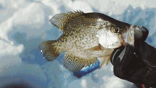 史上最强的钓鱼黑科技装备,美国钓鱼诱鱼工具