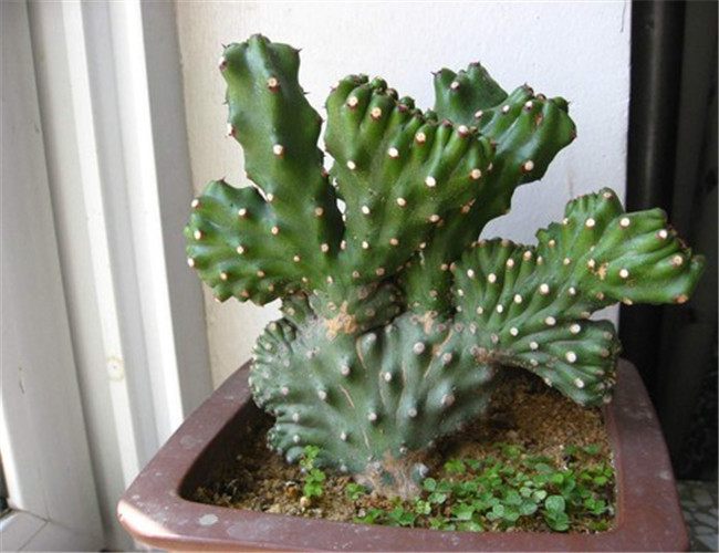 麒麟掌的毒性和危害,麒麟掌的汁液有没有毒素