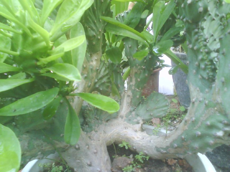 麒麟掌的毒性和危害,麒麟掌的汁液有没有毒素