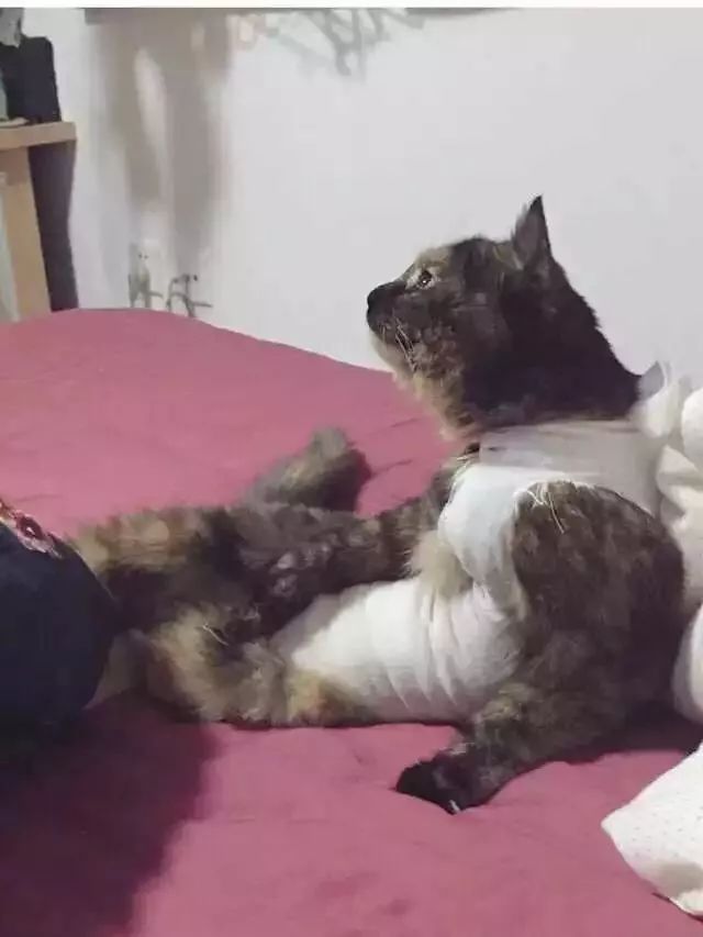 玳瑁猫最丑的猫,玳瑁猫长得好凶