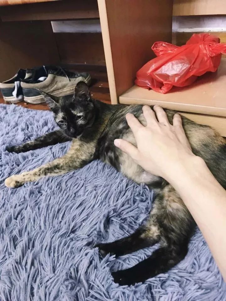 玳瑁猫最丑的猫,玳瑁猫长得好凶