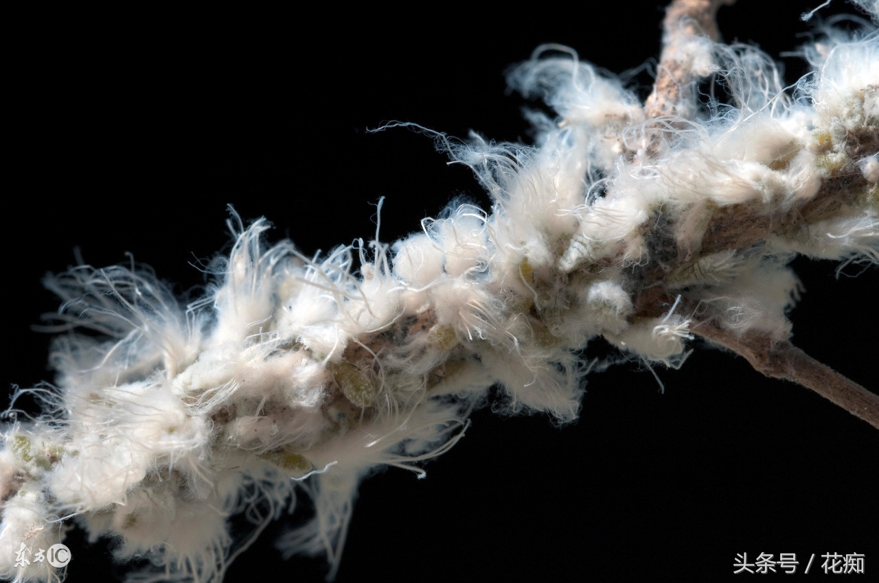 赶尽杀绝杀虫剂,如何赶尽杀绝白蚁