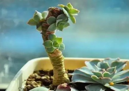 多肉砍头老桩怎么处理,多肉白凤砍头后老桩的生长