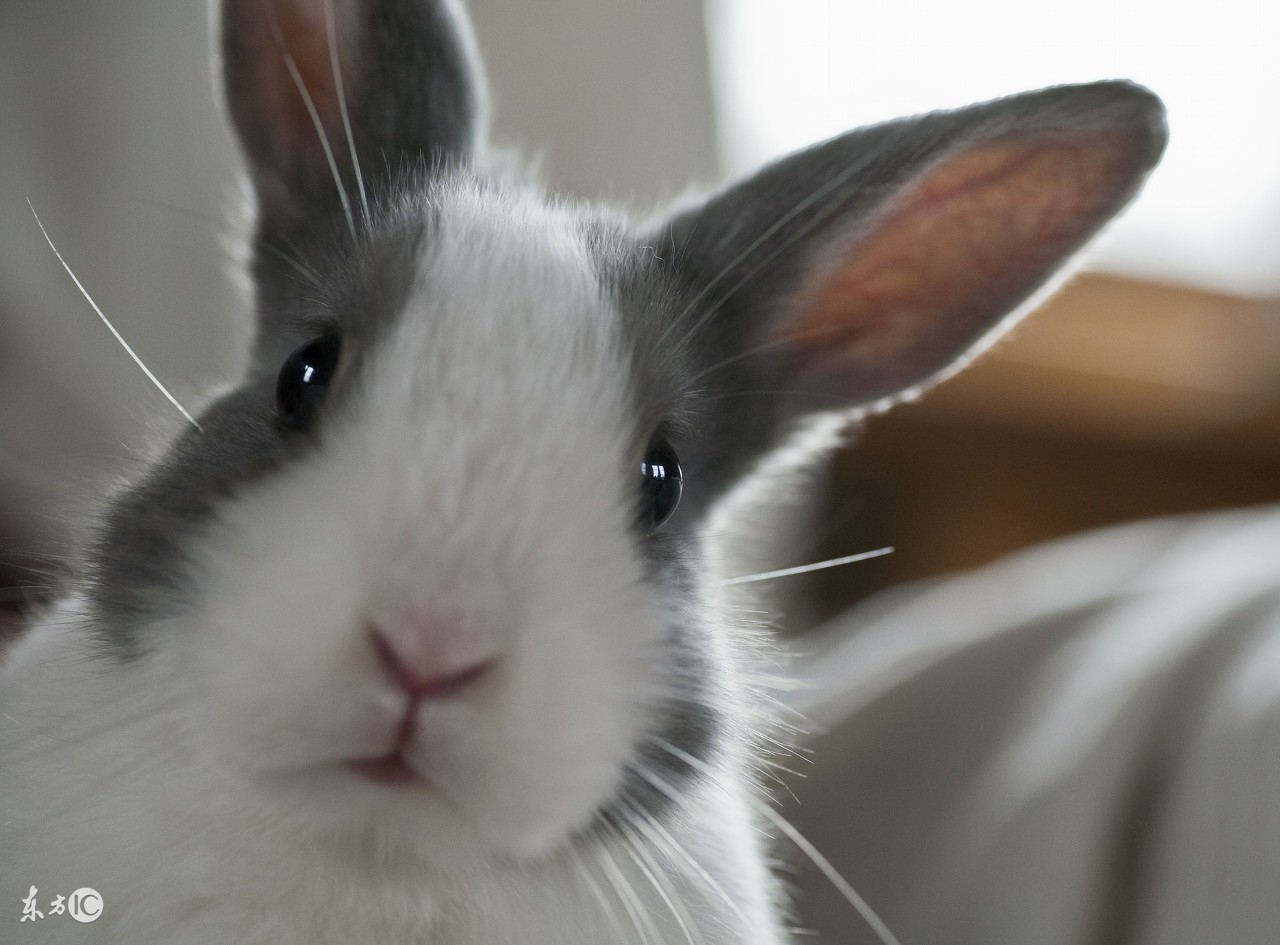 养一只兔子需要做什么,养只兔子做宠物