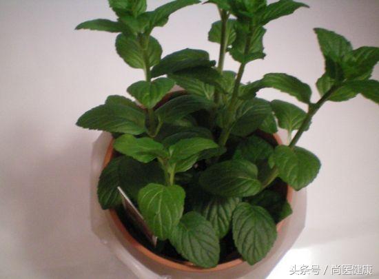 暖气太热怎么恢复,暖气太热容易上火怎么办