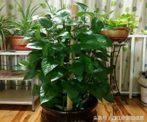 绿萝怎么养才能更旺盛可以浇啤酒,绿萝爆盆要放什么药片