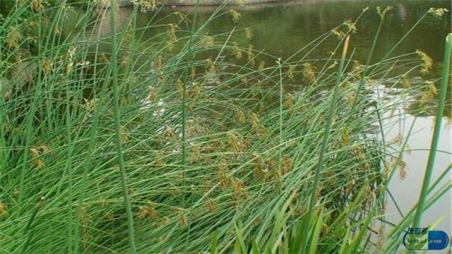 百乐眠胶囊对长期失眠有效吗,百乐眠胶囊治失眠效果怎样说明书