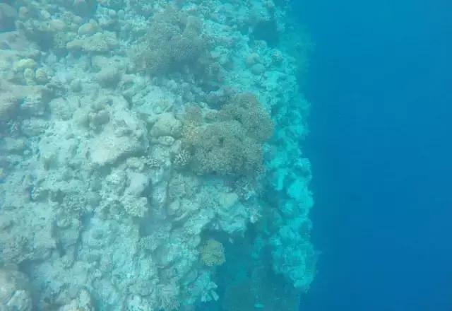 帕劳归来不看海视频,帕劳归来不看海