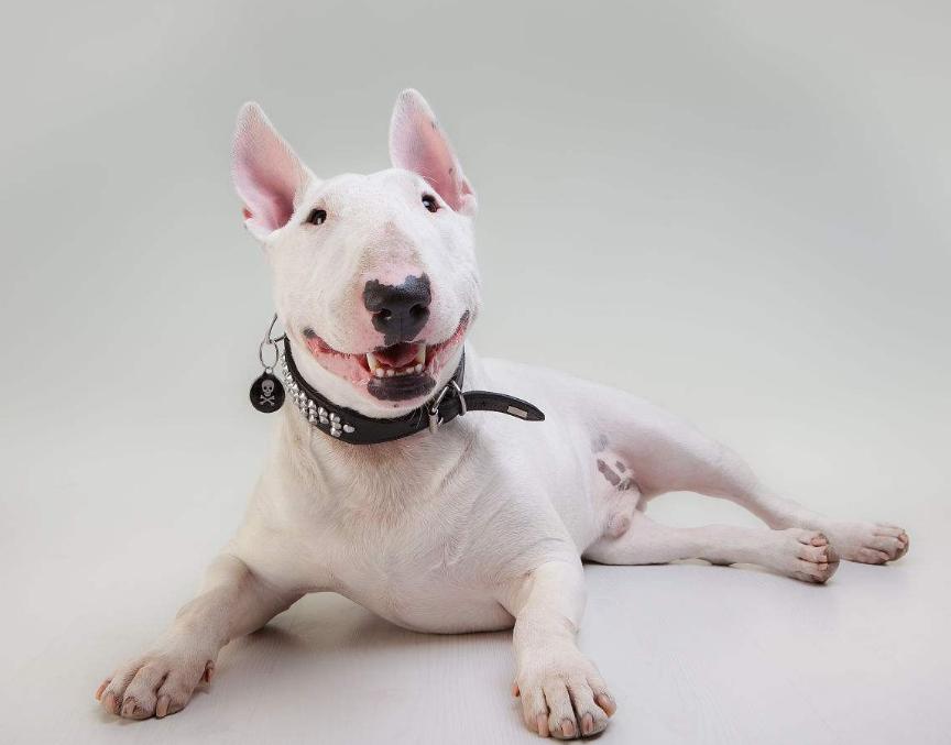 狗狗的品种以及品种的遗传病，*友狗**们要多加注意啊！