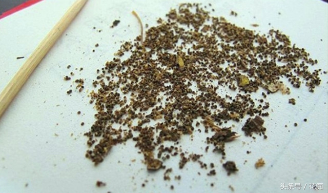 洋桔梗播种很难？因为你忽略了这点，记住它，爆盆很容易！