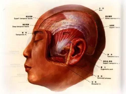 中年男子的「脱发危机」，按按头上的「帽状筋膜」就能好！